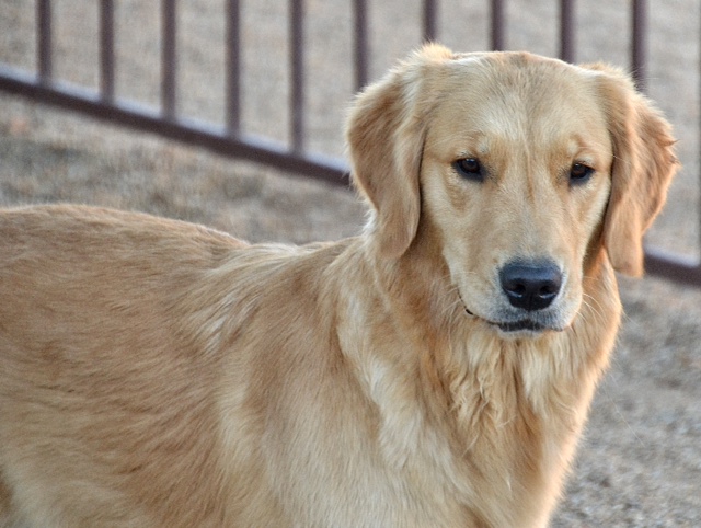 golden retrievers az razzle jovi s goldens golden retriever breeder golden retrievers az razzle jovi s goldens golden retriever breeder
