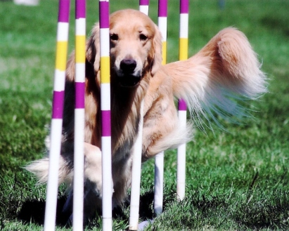 "Golden Retriever Weaves"