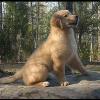 “Am/Can Ch Jovi’s Wild at Heart”  aka Maverick
  . . . Wow!  I am Golden Gorgeous!