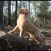 “Am/Can Ch Jovi’s Wild at Heart”  aka Maverick
  . . . Wow!  I am Golden Gorgeous!