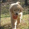 “Am/Can Ch Jovi’s Wild at Heart”  aka Maverick
  . . . Wow!  I am Golden Gorgeous!